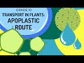 Water Transport in Plants