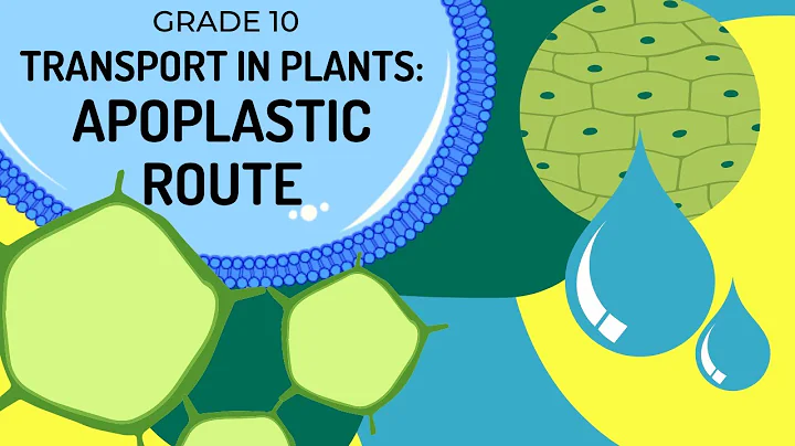 APOPLASTIC ROUTE | Transport of water in plants via the Cell Wall