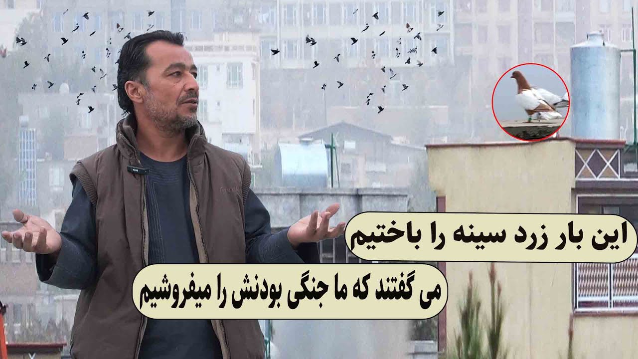 این بار زرد سینه را باختیم می گفتند که ما جنگی بودنش را میفروشیم/0161/Afghan Shawqi