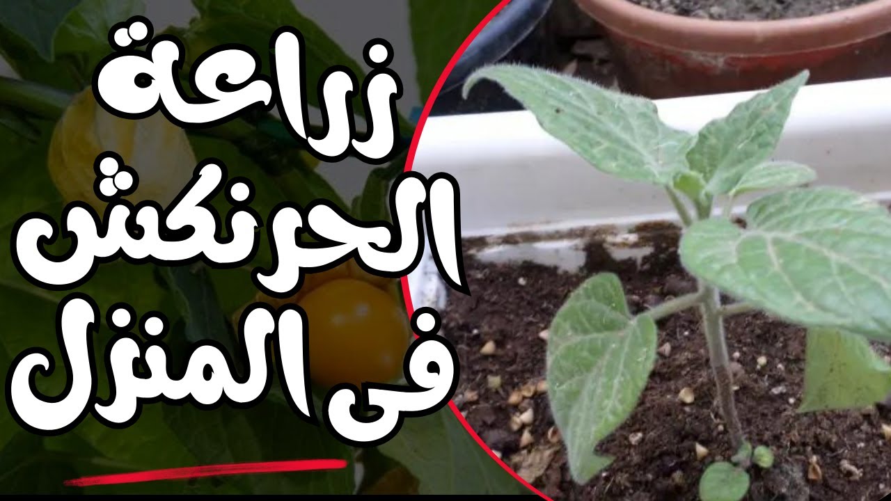 تعلم زراعة التوت الذهبي آو الطماطم الأمريكية ( الحرنكش ) 🍏 من بذور ثمرة واحدة ازرع مئات الشتلات