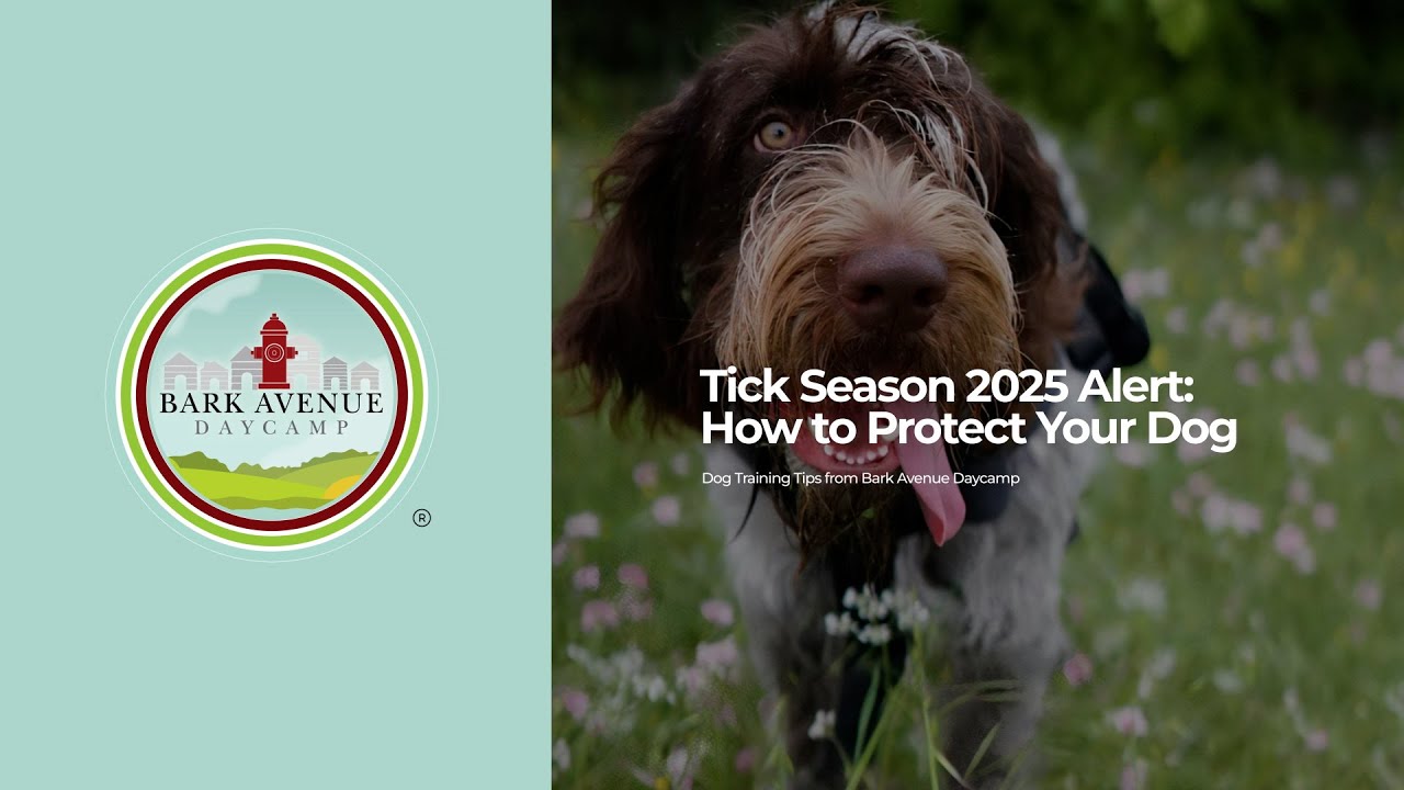 How to Use Flea and Tick Baths as Part of Your Dog's Bathing Routine