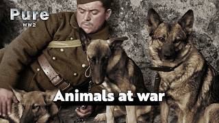 Forgotten Heroes : Animals in World War II - episode 1 | PURE WW2