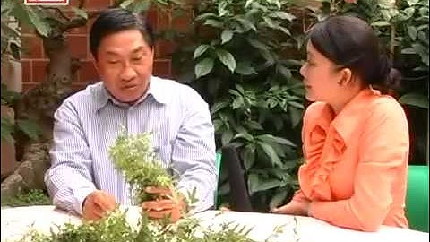 Bòng Bong-Tác dụng giúp chữa bệnh của dây Bòng Bong