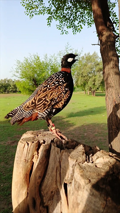 Black Partridge voice #teeter #birds #teetarbird