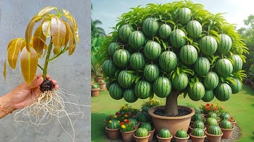 Special Technique For Growing Mango With Watermelon Using Coca Cola Stimulates Super Fast Fruits
