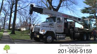 Darrin s Tree Service