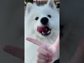 Adorable silly pup sharing love with cute people songofstarryeyes sillypup samoyed