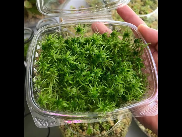 71 Reproducir musgo sphagnum vivo - Plantas Carnívoras 