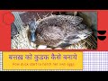 batak ko kudak kaise banaye || How duck hatch her eggs || Duck egg Hatching process
