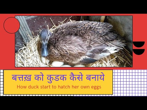 batak ko kudak kaise banaye || How duck hatch her eggs || Duck egg Hatching process
