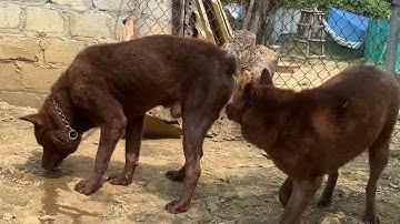 Đôi chó Mông Cộc Đỏ Vip| Con Giống Chất Lượng. Giá rẻ