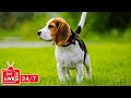 Tv for dogs 247 endless entertainment for dogs to watch antianxiety  boredommusic for dog
