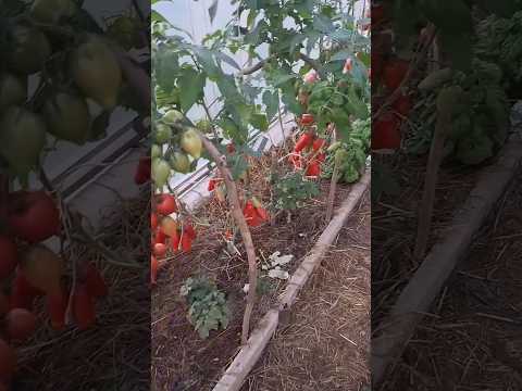 Не успеваю переработать урожай #суперурожай #урожайныйогород #урожай2025