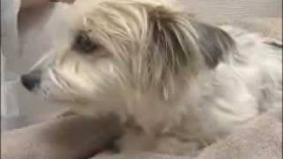 Battle Against Heartworms Getting Tougher