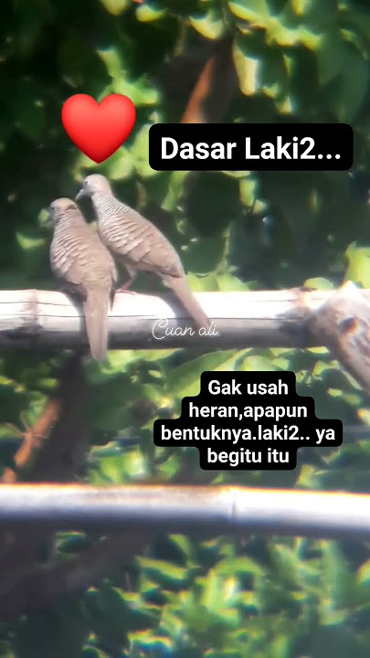 Percintaan Perkutut Lokal
