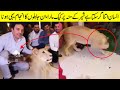 The Cake on the Lion's Face || The Animals that Survived