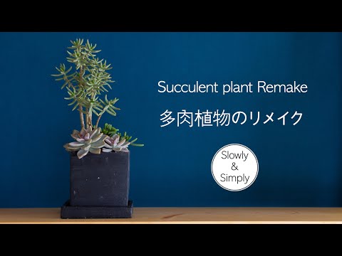 多肉植物のリメイク/Succulent plants remake