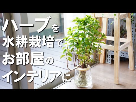 捨てないで！空き水槽でハーブを育てるアクアリウムガーデンの始め方
