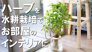 お部屋のインテリアグリーンに！ハーブを水耕栽培で育てる方法