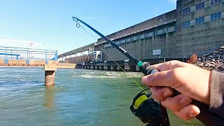 Catfish and Skipjack Fishing below Chickamauga Dam