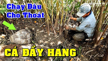 Bắt Cá Trúng 3 Cái Hang Cá Đầy Hang Thấy Ham, Cá Nướng Ăn Đậm Chất Dân Dã Miền Tây/NGÃ NĂM TV