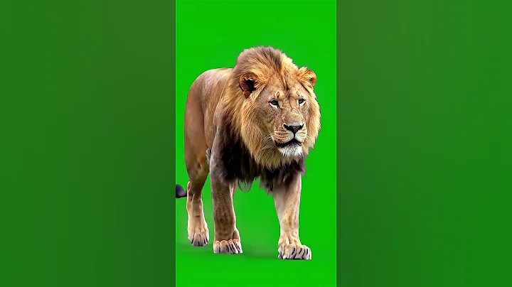 Real Lion Walking Green Screen Effect #animals #lion #greenscreen #chromakey #vfx #king