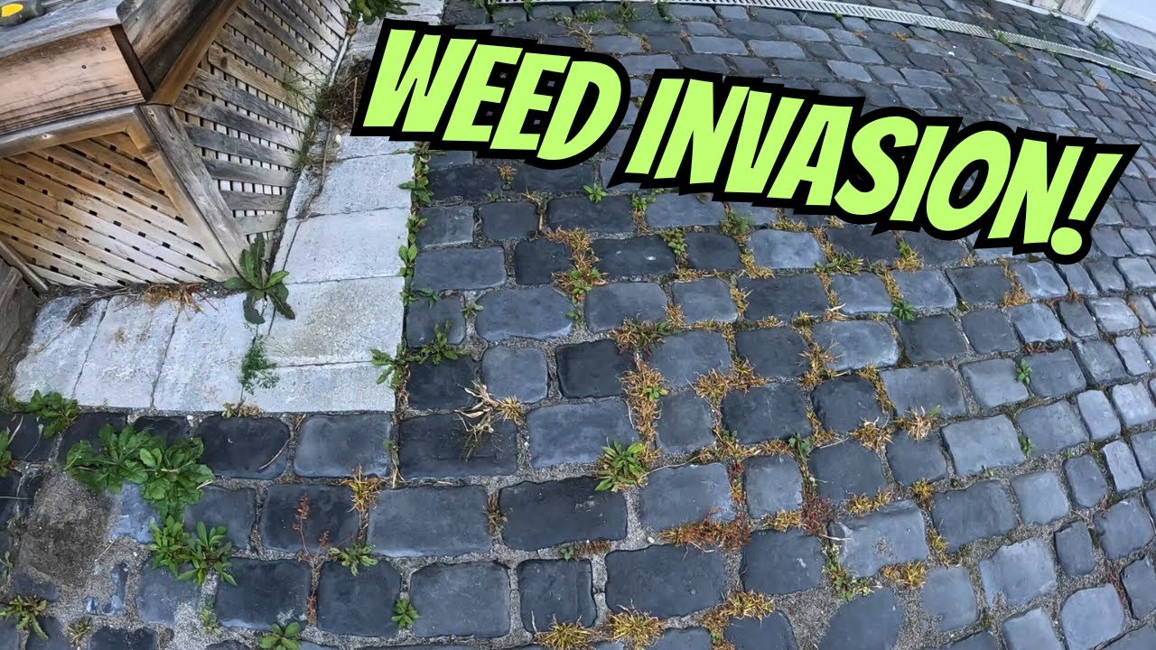 Removing Weeds from this Paver Driveway! YouTube