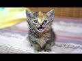 鳴き声が控えめに言って可愛すぎるサビ子猫ちゃん