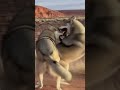 Indian Wolf vs American Wolf 🐺💥 Clash of the Wild Hunters! #Wildlife #AnimalBattle #Predators #4K