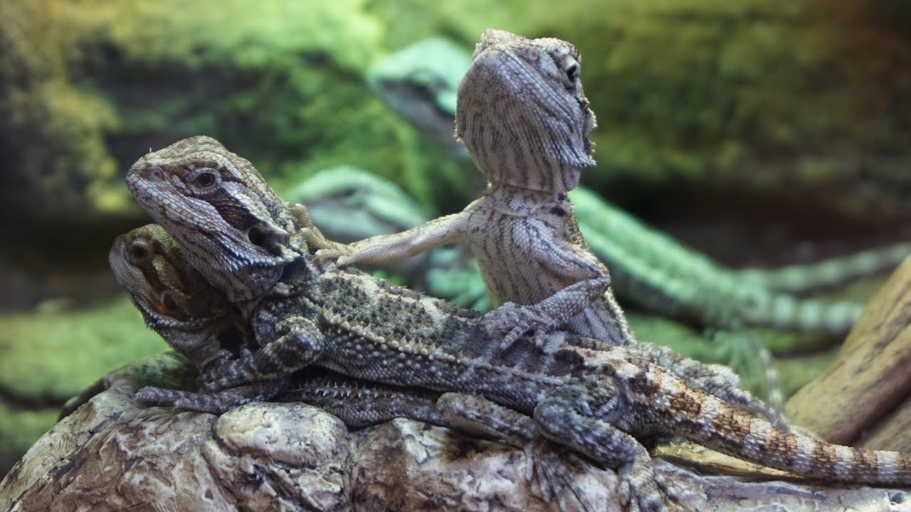 2018 Sacramento Reptile Expo - YouTube