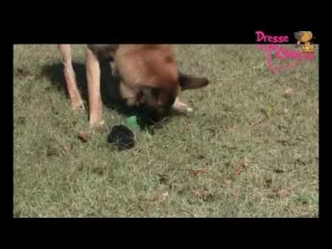 rapport objet à l 'insu du chien - YouTube INTERNATIONAL DOG EDUCATOR/AGGRESSIVE DOG BEHAVIORAL