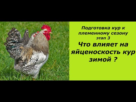 Часть 3.Важнейший фактор,влияющий на яйценоскость кур  зимой. Подготовка птицы  к племенному сезону.