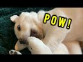 MORNING RIOT! Labrador Puppies Fight for Attention... So Cute!