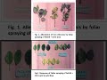 Response of Foliar Application of Iron and Sulphur in Reduction  of Iron Chlorosis in Acid lime