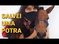 A cura da potra vitria   planto veterinrio com queren medeiros