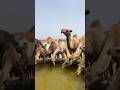 الإبل مورده للماء ماتضيق الا بروس الهلايم والرخوم الإبل مورده للماء ماتضيق الا بروس الهلايم والرخوم