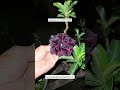 Rare Imported Red Black shaded Adenium Plant Online Shopping 🪴 #adenium #flowers #plants #garden