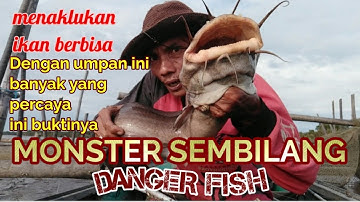 Mancing sembilang babon di muara || Cara Mancing Ikan Sembilang monster Terbaru 2022