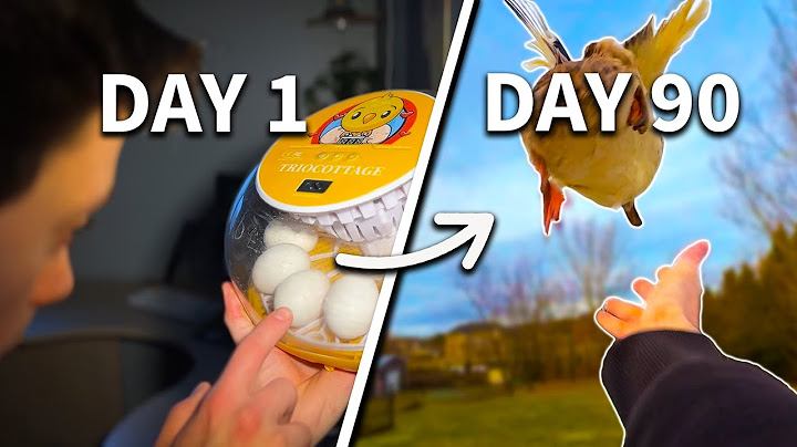 Hatching Eggs Into Ducks (90 Day Evolution)