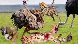 Leopard and Baboon Steal An Ostrich  Eggs & the end of brutal attack , #leopard #ostrich #baboon