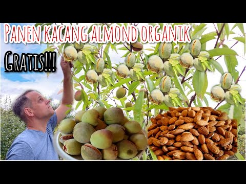 Video: Memanen Pohon Almond - Kapan Dan Cara Memanen Pohon Almond