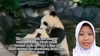 Report Text about The Panda