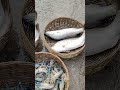 ভেকটি মাছ, গলদা চিংড়ি!#viralvideo #fishcatching #fish #fishing