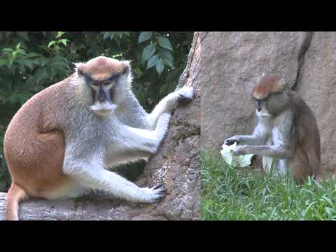 Monkey Mania: All about the Patas Monkey