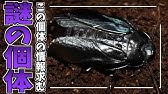 虫バトル クワガタ対ムカデの白熱勝負 Youtube 虫バトル クワガタ対ムカデの白熱勝負 Youtube