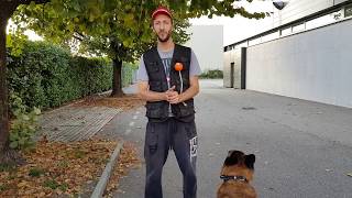 Eduquer son chien : Apprentissage de la marche au pied  berger malinois