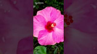Hybrid Hibiscus flower summer flowering plants #hibiscus #shorts #viral