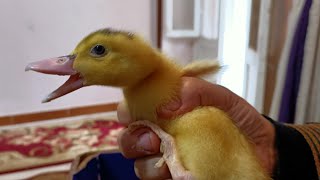 البط ينمو بسرعه  🦆..مراحل نمو البط