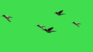 شاشه خضراء طيور تطير كرومات جاهزة للتصميم - كروما لمعان خرافية - كرومات كين ماستر 2021- كرومات