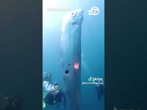 Divers discover giant oarfish off coast of Taiwan